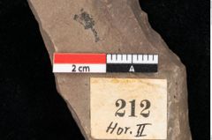 Foto (Detailansicht) von Pinus palaeostrobus Ettingshausen (NHMW-GEO-2024-0188-0212)